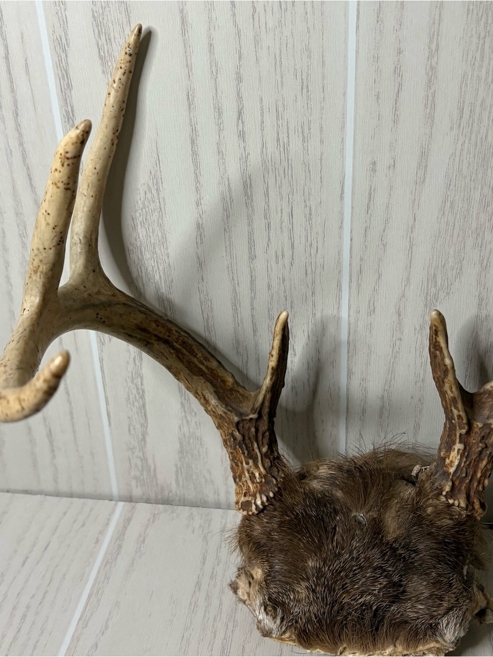 Vintage Whitetail Deer Antlers With Skull Cap Rustic Man Cave Cabin Decor 4 - Picture 9 of 9